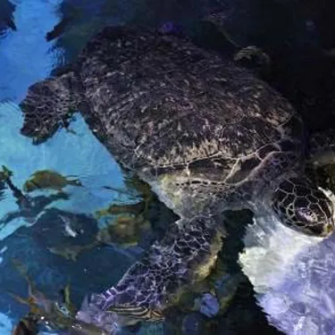 Sea Life Ernie Turtle Feeding 438X292