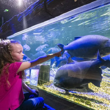 Sealife Hunstanton 150
