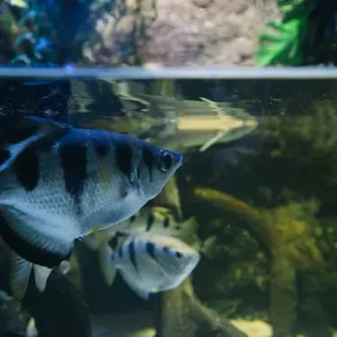 Archerfish Copy