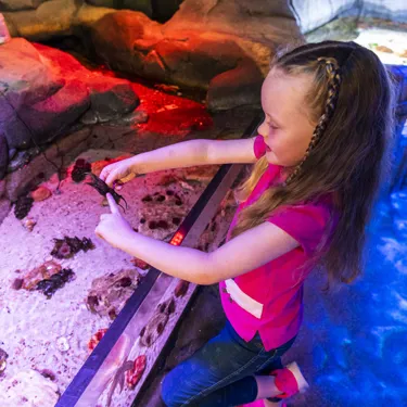 Sealife Hunstanton 093