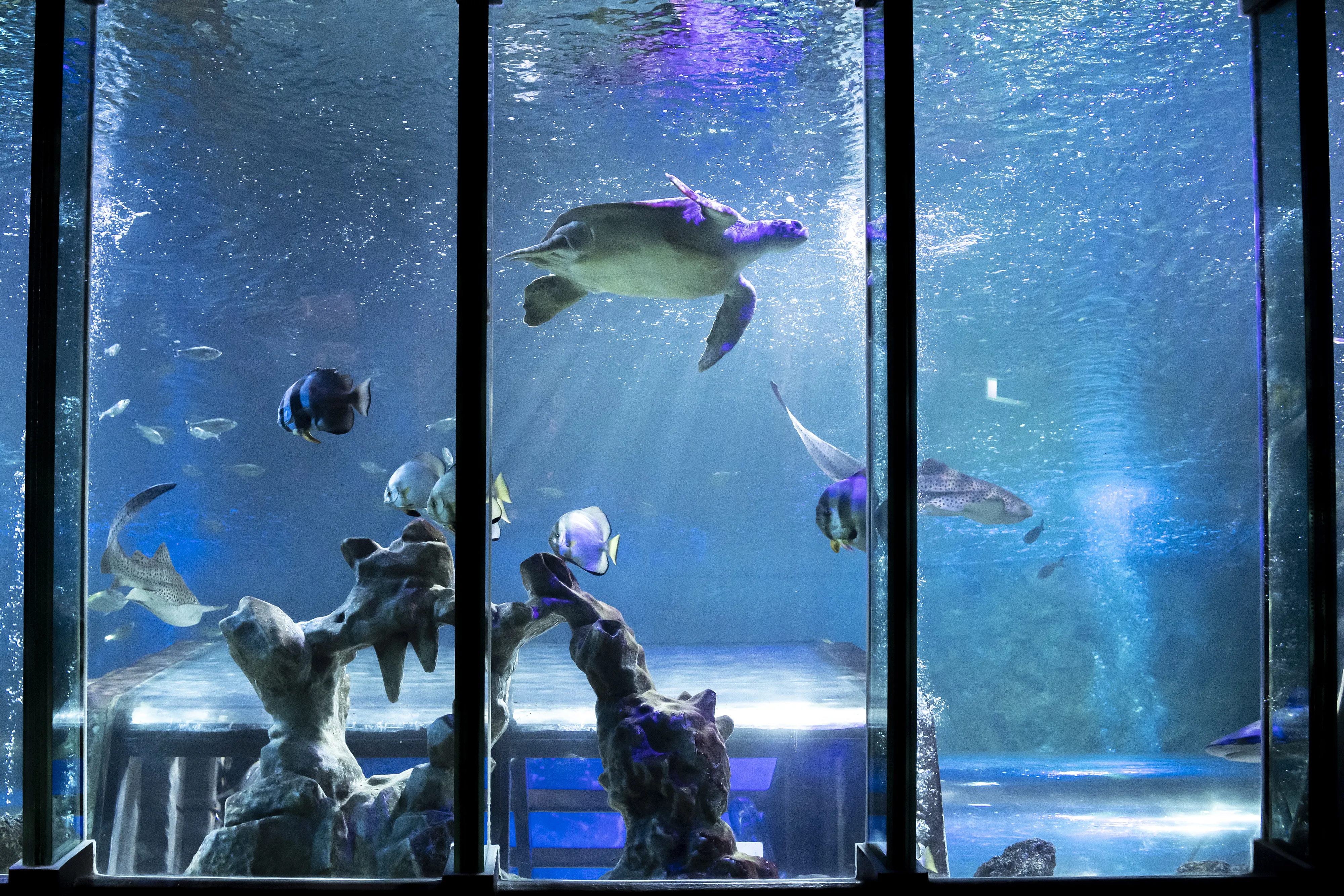 AD Pheonix Sea Life 060 (3)