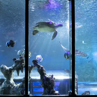 AD Pheonix Sea Life 060 (3)