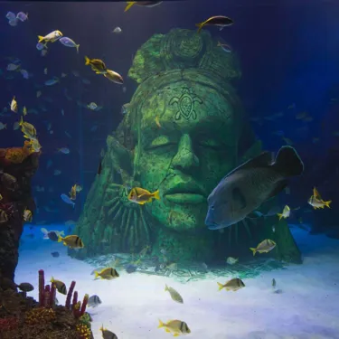 Napoleon Wrasse